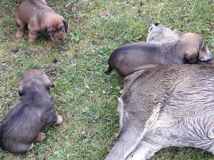 Welpen von Daisy von Pritschon – Klub Dachsbracke