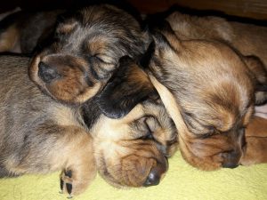 Welpen von Daisy von Pritschon – Klub Dachsbracke