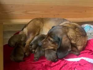 Caja vom Salzatal mit ihren Welpen - Klub Dachsbracke