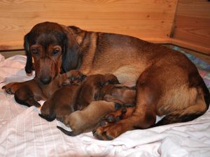 Hochbetrieb an der Milchbar am 3. Tag - Klub Dachsbracke