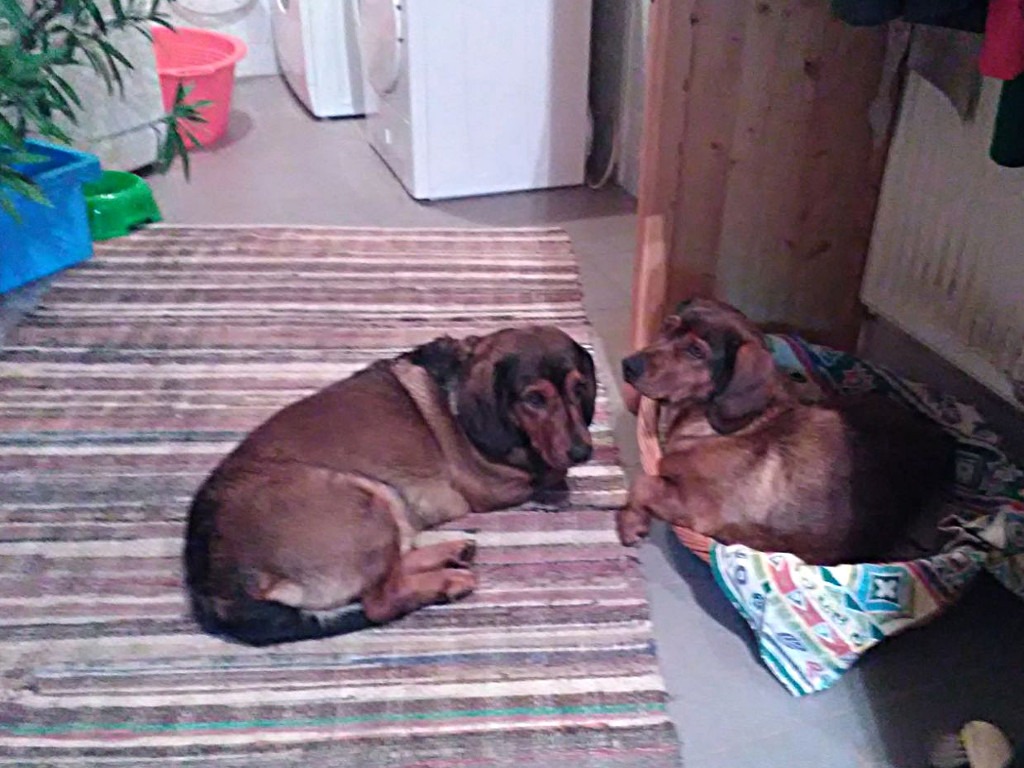 Cinda z Buntova mit Nero von Althausen - Klub Dachsbracke