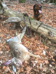 Gina vom Hühnerspiel - Klub Dachsbracke