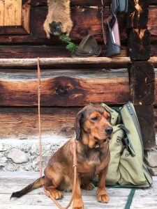 Zuchthündin - Gina vom Hühnerspiel - Klub Dachsbracke