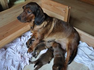 Caja vom Salzatal mit ihren Welpen - 2. Woche - Klub Dachsbracke
