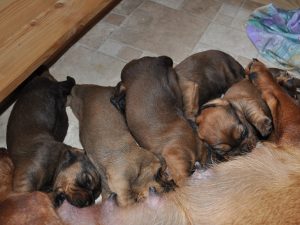 Welpen - Zwinger "vom Gössbach" - 3. Woche - Klub Dachsbracke