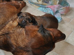 Bei Mutti ist es am schönsten - 3. Woche - Klub Dachsbracke