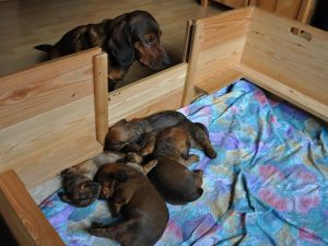 Ob die wohl schon wieder hungrig sind? - 4. Woche - Klub Dachsbracke