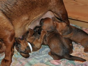 Ja, die Welpen sind immer hungrig! - 4. Woche - Klub Dachsbracke