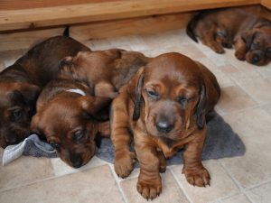 Welpen aus dem Zwinger „vom Gössbach“ in der 5. Woche – Klub Dachsbracke