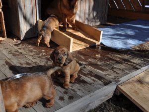 Caja vom Salzatal mit ihren Welpen - 5. Woche - Klub Dachsbracke