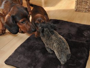 Caja vom Salzatal hilft ihrem Welpen beim Stellen der ersten Wildsau - 6. Woche - Klub Dachsbracke