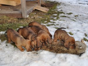 Welpen aus dem Zwinger „vom Gössbach“ treffen auf einen Hasen - 6. Woche – Klub Dachsbracke