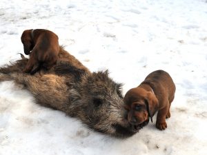 Welpen aus dem Zwinger „vom Gössbach“ - Bekanntschaft mit Schwarzwild - 6. Woche – Klub Dachsbracke