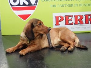Internationale Hundeausstellung 2018 in Graz –