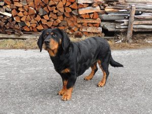 Chira vom Zirmegg - Klub Dachsbracke