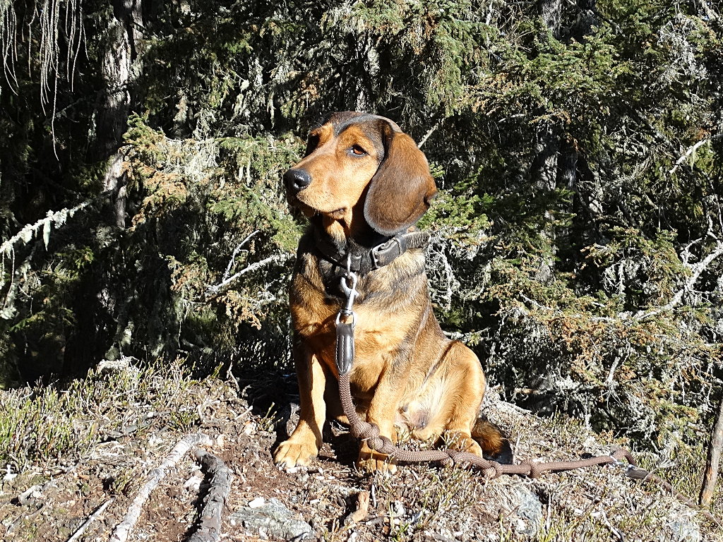 Quena von der Grünalm - Klub Dachsbracke