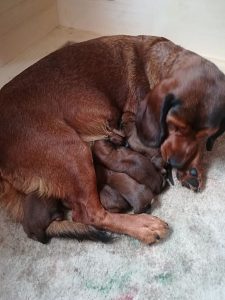 Gina vom Hühnerspiel mit ihren Welpen - Klub Dachsbracke