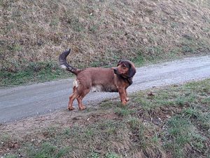 Hugo vom Geierkogel - Klub Dachsbracke
