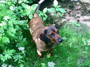 Emmi vom Schnepfenstein - Klub Dachsbracke