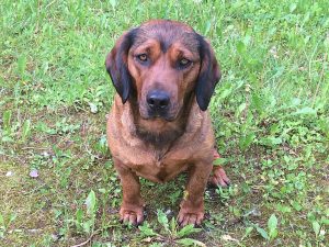 Emmi vom Schnepfenstein - Klub Dachsbracke