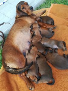 Gina vom Hühnerspiel mit ihren Welpen - Klub Dachsbracke