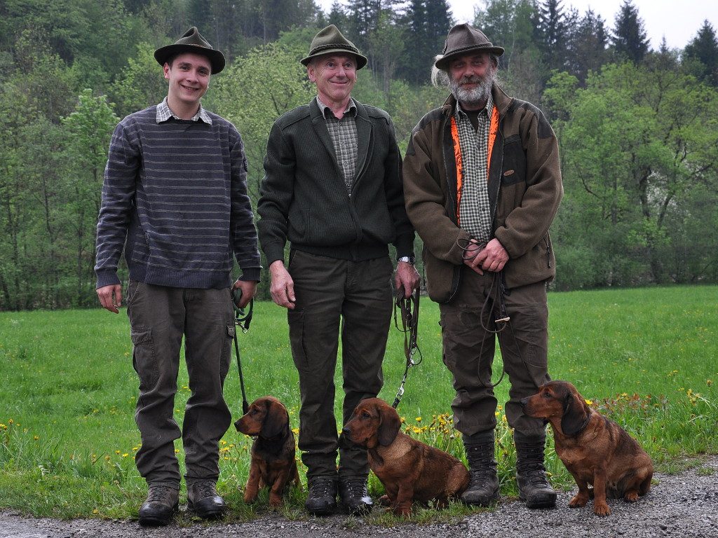 Caja vom Salzatal verfolgte die Arbeit ihrer Welpen "vom Gössbach" mit großem Interesse - Übungstag 2018 - Klub Dachsbracke