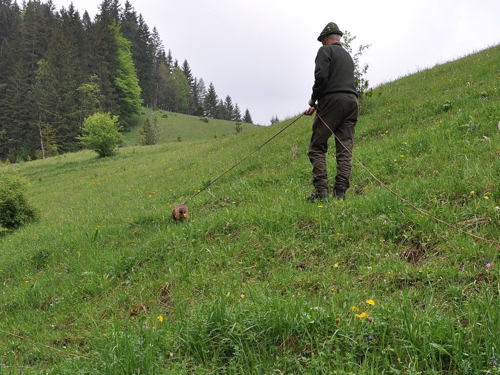 Josef Otter mit Dasso vom Gössbach - Übungstag 2018 der Landesgruppe Steiermark - Klub Dachsbracke