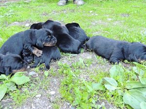 Welpen von Chira vom Zirmegg - Klub Dachsbracke