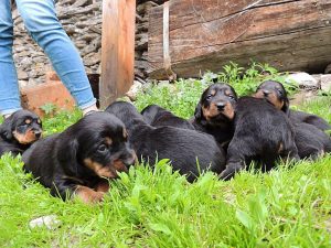 Welpen „von der Apriacheralm“ - Klub Dachsbracke