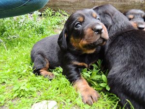 In der 3. Lebenswoche - Welpen von Chira vom Zirmegg - Klub Dachsbracke