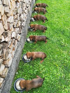 Welpen von Gina vom Hühnerspiel - Klub Dachsbracke