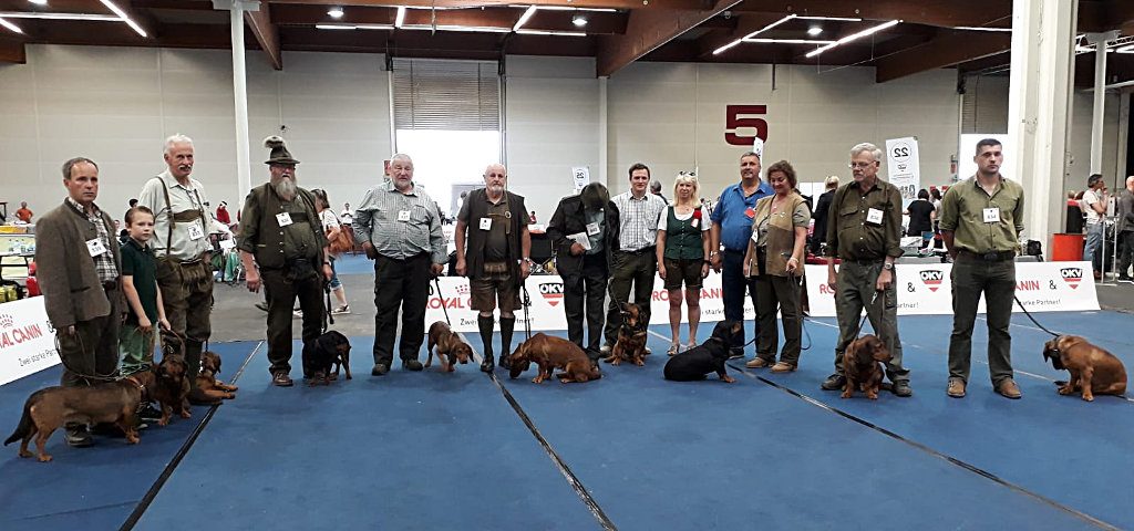 Teilnehmer Internationale Hundeausstellung 2018 in Klagenfurt – Klub Dachsbracke