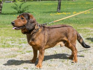 Gerry vom Hühnerspiel - Besitzer: Alois Blasbichler - Landestreffen der Landesgruppe Tirol 2018 – Klub Dachsbracke