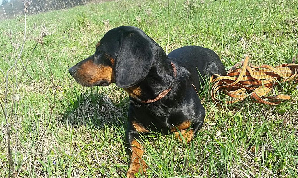 Jagdhund Djina vom Kalkberg - Dr. Peter Lebersorger Gedächtnis Schweißsonderprüfung 2018 - Klub Dachsbracke