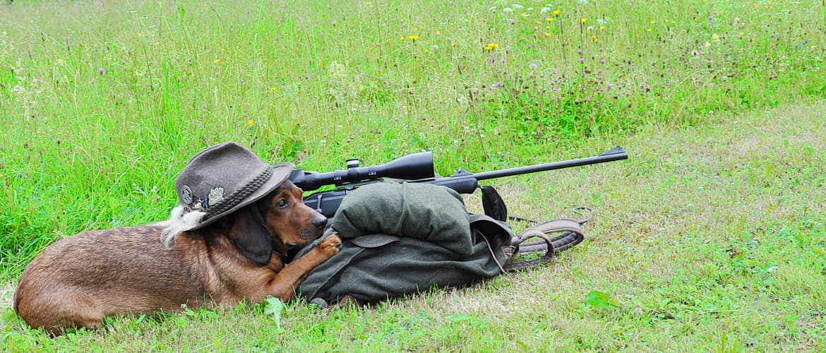 Eine Dachsbracke jagt alleine