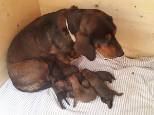 Ursa von der Ganzerin mit Welpen – Klub Dachsbracke