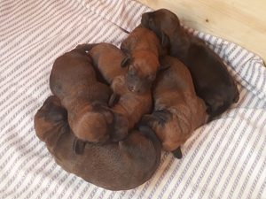 Welpen von Ursa von der Ganzerin – Klub Dachsbracke