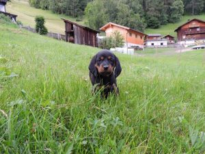 Welpen „von der Apriacheralm“ - Klub Dachsbracke