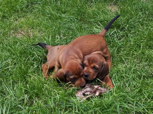 Welpen von Nancy von Althausen