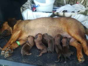 Emmi vom Schnepfenstein mit ihren Welpen - Klub Dachsbracke