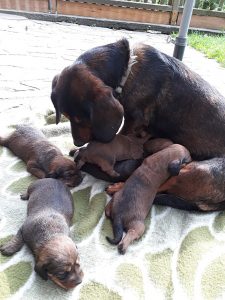 Ursa von der Ganzerin mit Welpen – Klub Dachsbracke