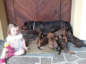 Gemeinsames Durst stillen – Klub Dachsbracke