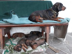 Ursa von der Ganzerin überwacht das Geschehen – Klub