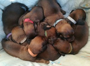 Welpen von Emmi vom Schnepfenstein - Klub Dachsbracke