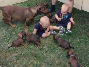 Emmi vom Schnepfenstein mit ihren Welpen - Klub Dachsbracke