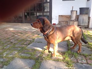 Ursus vom Priselboden - Klub Dachsbracke