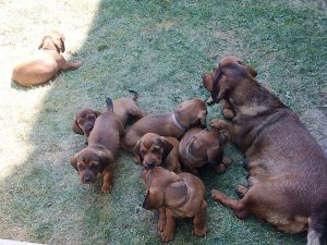 Emmi vom Schnepfenstein mit ihren Welpen - Klub Dachsbracke