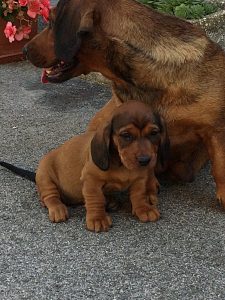 Emmi vom Schnepfenstein mit Welpe - Klub Dachsbracke
