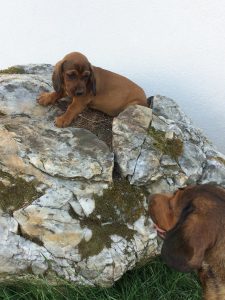 Emmi vom Schnepfenstein mit Welpe - Klub Dachsbracke