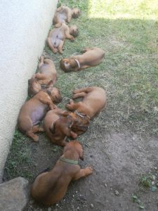 Emmi vom Schnepfenstein mit ihren Welpen - Klub Dachsbracke